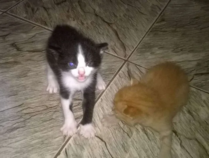 Gato raça  idade Abaixo de 2 meses nome Sem nome