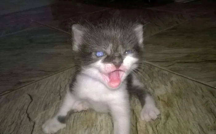 Gato raça  idade Abaixo de 2 meses nome Sem nome