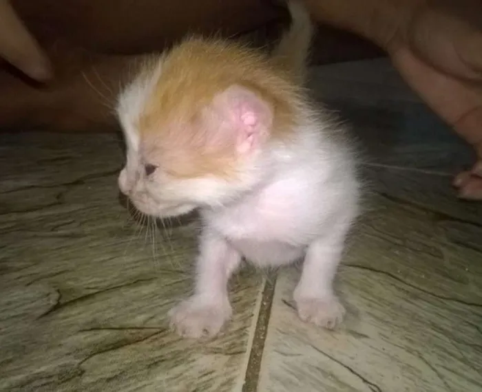 Gato raça  idade Abaixo de 2 meses nome Sem nome