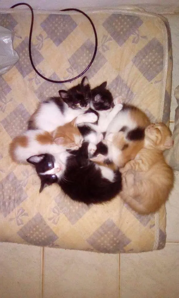 Gato raça  idade Abaixo de 2 meses nome Sem nome