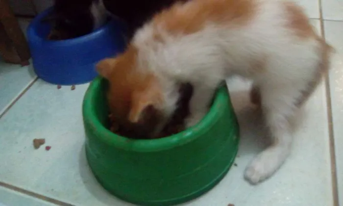 Gato raça  idade Abaixo de 2 meses nome Sem nome