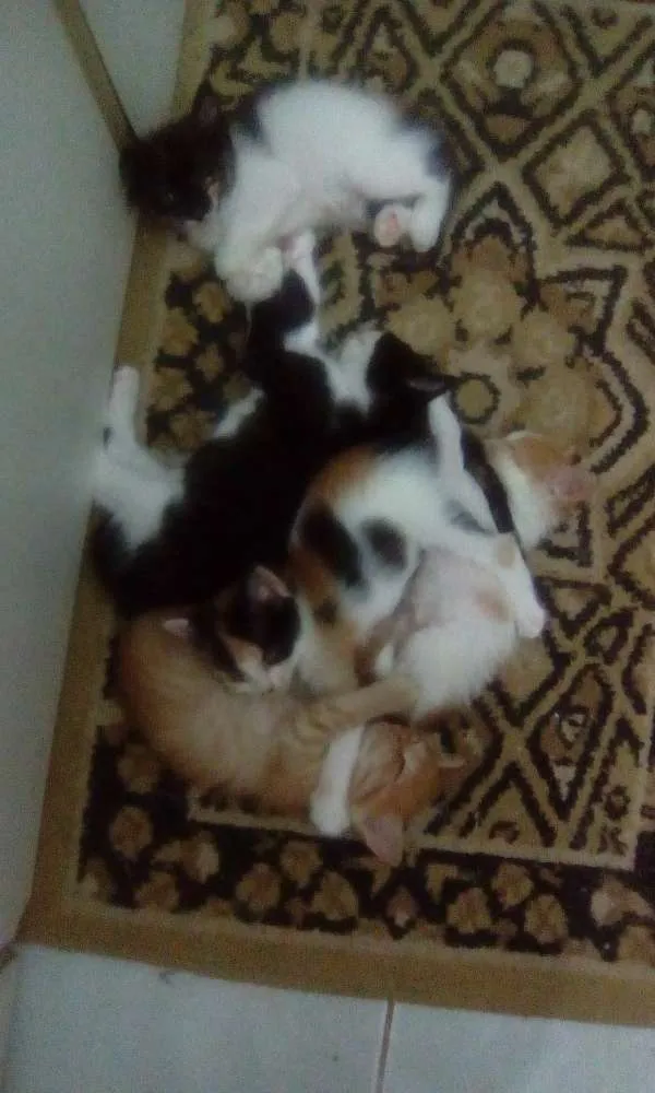 Gato raça  idade Abaixo de 2 meses nome Sem nome