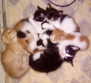 Gato raça  idade Abaixo de 2 meses nome Sem nome