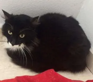 Gato raça  idade  nome Vitório