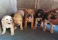 bela/luma/spik/nilo/