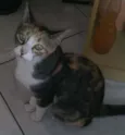 Felicia