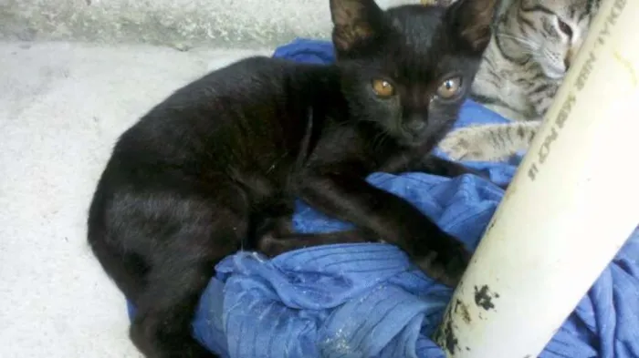 Gato raça RSD idade 2 a 6 meses nome Apollo e Beth