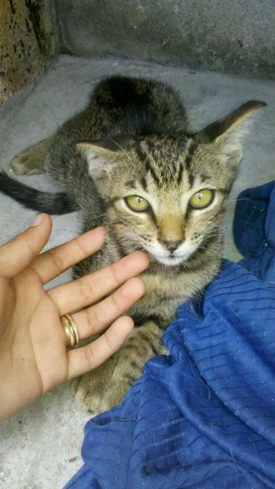 Gato raça RSD idade 2 a 6 meses nome Apollo e Beth