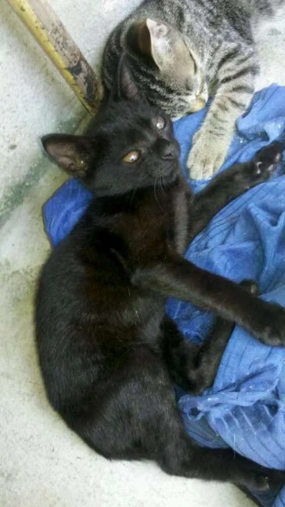 Gato raça RSD idade 2 a 6 meses nome Apollo e Beth