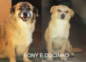 Cachorro raça  idade 5 anos nome Bony e Docinho