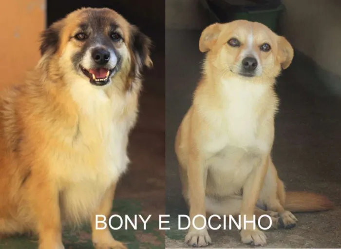 Cachorro ra a idade 5 anos nome Bony e Docinho