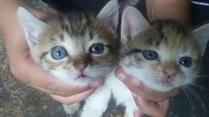 Gato ra a Não definida idade Abaixo de 2 meses nome Filhotes