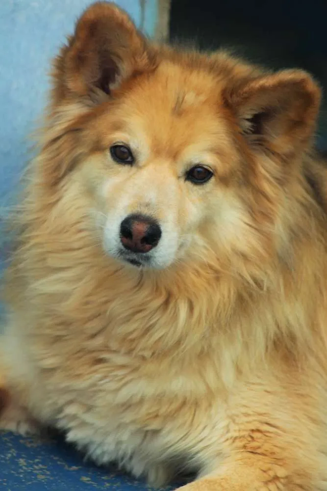 Cachorro ra a  idade 5 anos nome Bello