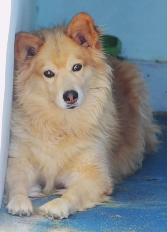 Cachorro ra a  idade 5 anos nome Bello