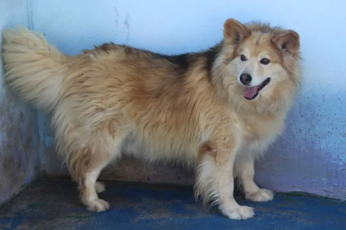 Cachorro ra a  idade 5 anos nome Bello
