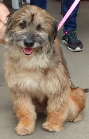 Cachorro raça  idade 5 anos nome Thuca Pequena