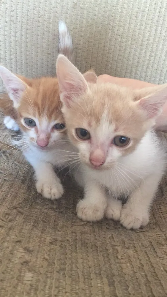Gato ra a sem raça idade 2 a 6 meses nome Jake e Noah