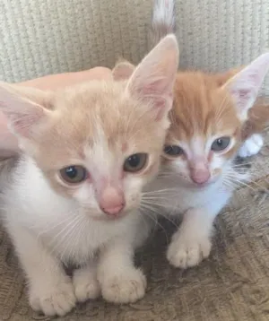 Gato raça sem raça idade 2 a 6 meses nome Jake e Noah