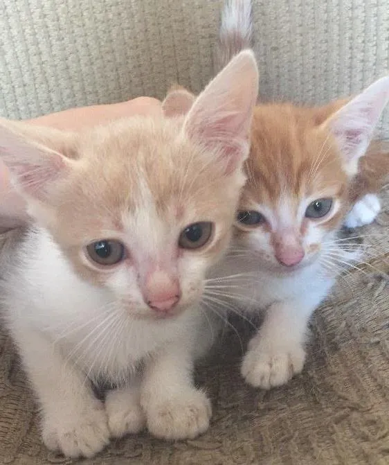 Gato ra a sem raça idade 2 a 6 meses nome Jake e Noah
