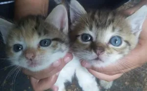 Gato raça Não definida idade Abaixo de 2 meses nome Filhotes