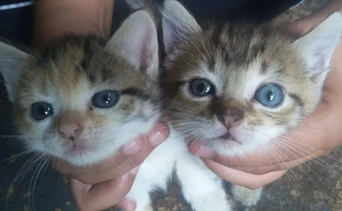 Gato ra a Não definida idade Abaixo de 2 meses nome Filhotes