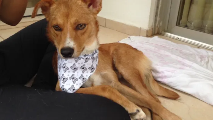 Cachorro ra a Vira lata lindo idade 1 ano nome Rapo