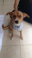 Rapo