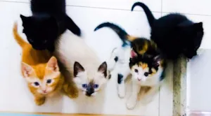 Gato raça  idade Abaixo de 2 meses nome Gatinhos lindos