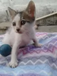 seis gatos