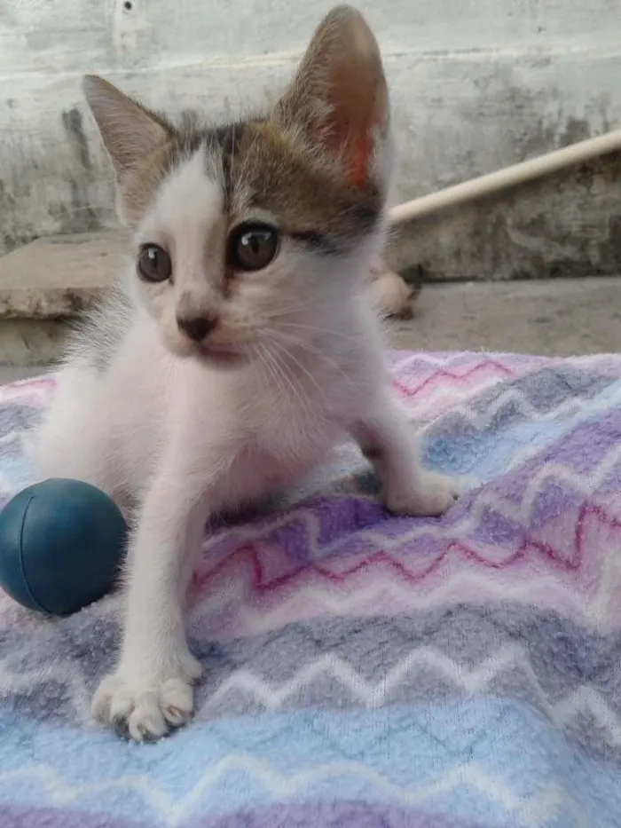 Gato raça RND/RACIADO idade 2 a 6 meses nome seis gatos
