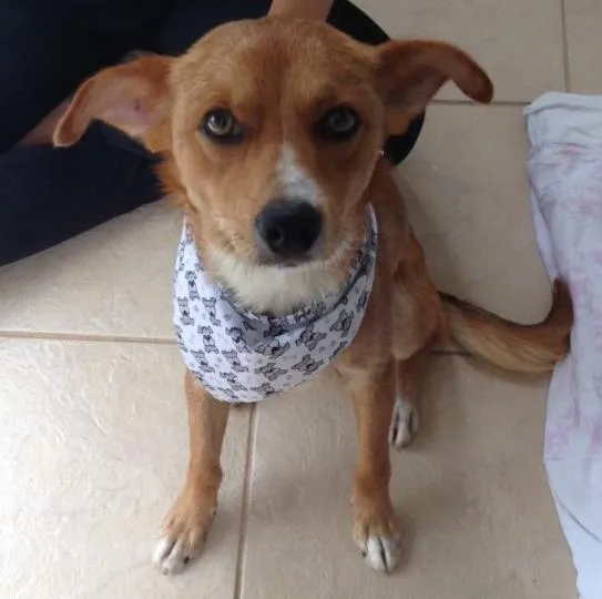 Cachorro ra a Vira lata lindo idade 1 ano nome Rapo