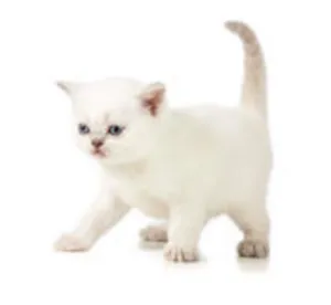 Gato raça Siame misturado idade 7 a 11 meses nome Pepinho