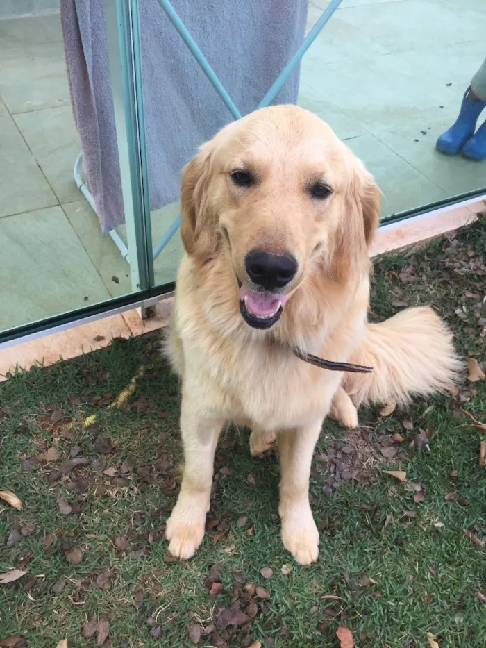 Cachorro raça Golden idade 1 ano nome Mila
