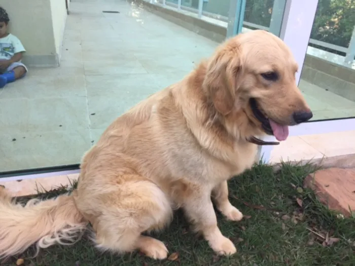 Cachorro raça Golden idade 1 ano nome Mila