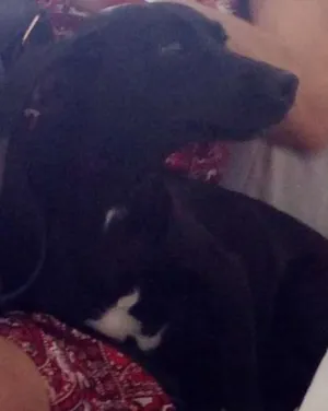 Cachorro raça Basset idade 7 a 11 meses nome Pretinha