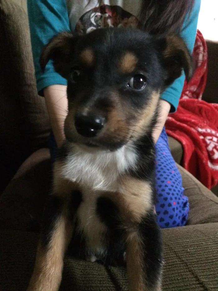 Cachorro ra a Srd idade 2 a 6 meses nome Jack