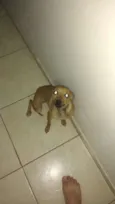 Bebe