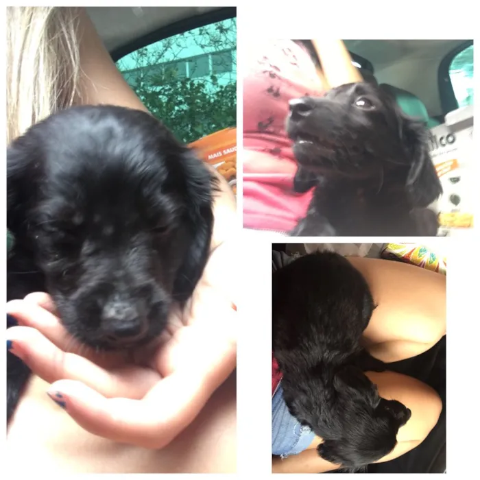 Gato ra a srd idade Abaixo de 2 meses nome betoven