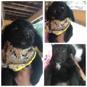Cachorro raça srd idade Abaixo de 2 meses nome Thor