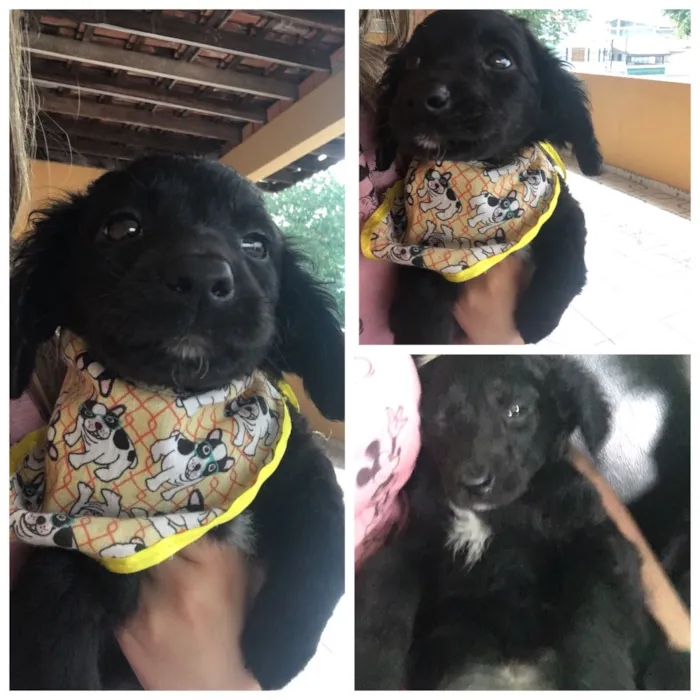 Cachorro ra a srd idade Abaixo de 2 meses nome Thor