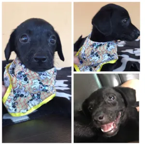 Cachorro raça srd idade Abaixo de 2 meses nome Zeus