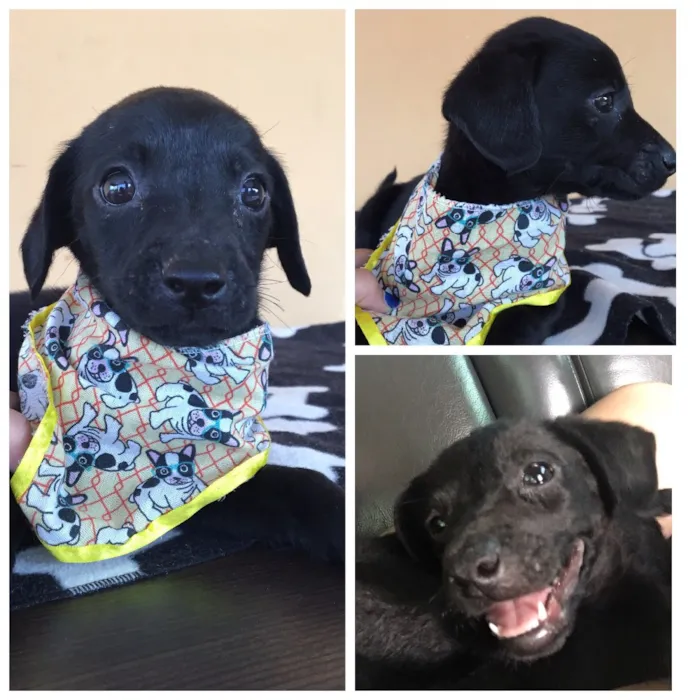 Cachorro ra a srd idade Abaixo de 2 meses nome Zeus