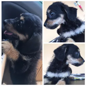 Cachorro raça srd idade Abaixo de 2 meses nome Kiara