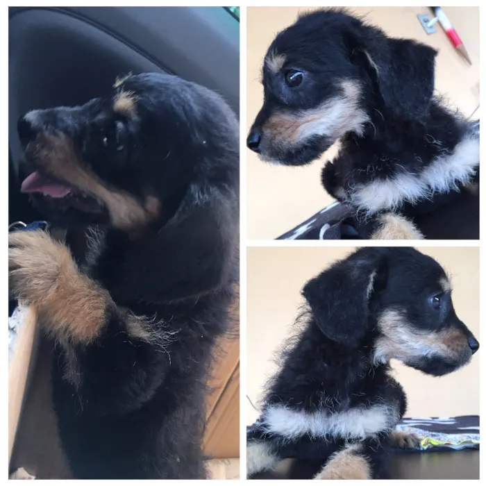 Cachorro ra a srd idade Abaixo de 2 meses nome Kiara