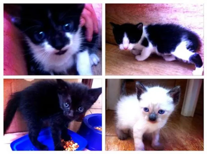 Gato ra a  idade Abaixo de 2 meses nome sem nome