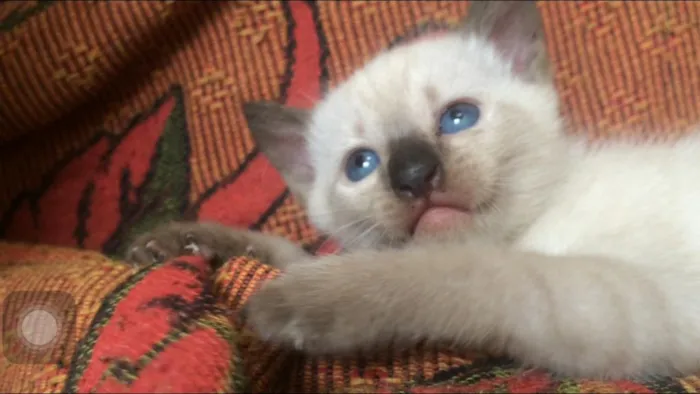 Gato ra a Siamês / Sem raça definida idade Abaixo de 2 meses nome Léo