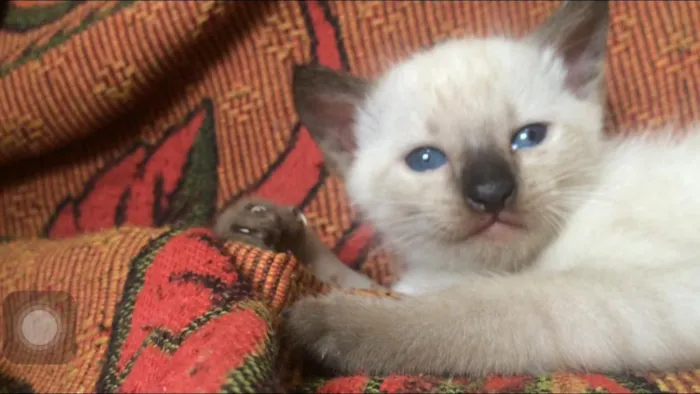 Gato ra a Siamês / Sem raça definida idade Abaixo de 2 meses nome Léo