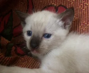 Gato raça Siamês / Sem raça definida idade Abaixo de 2 meses nome Léo