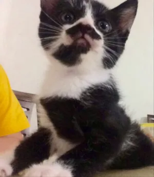 Gato raça Sem raça definida idade Abaixo de 2 meses nome Lilica