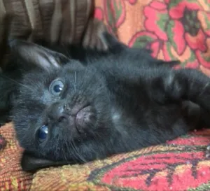 Gato raça Sem raça definida idade Abaixo de 2 meses nome Mimi